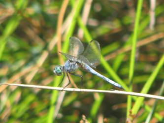 Dragonfly