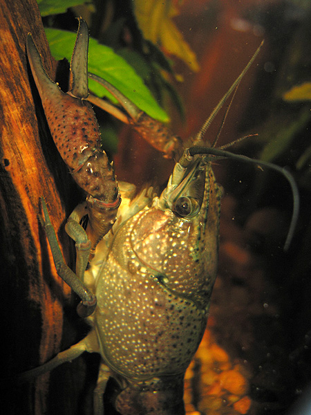 Procambarus sp.