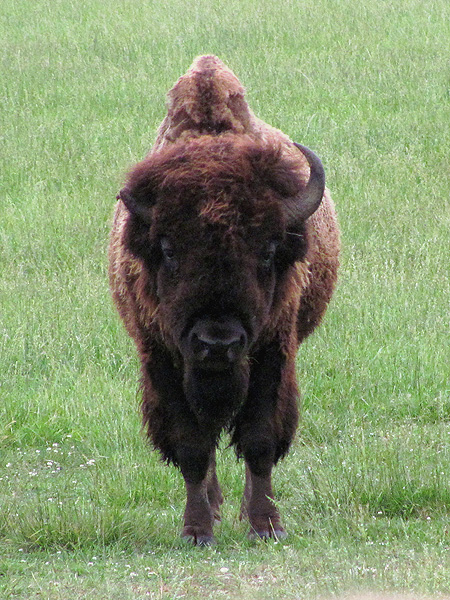 Big Bison Bull