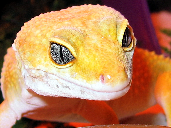 Leopard Gecko - Portrait