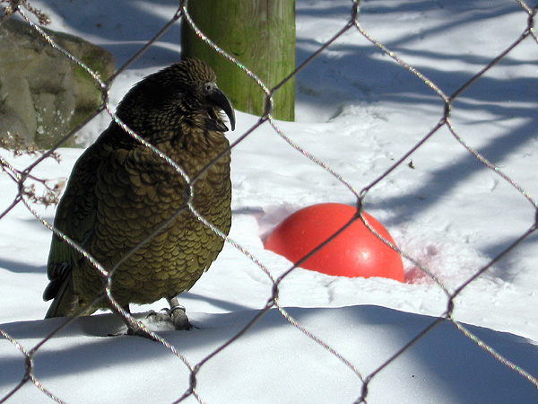 Why the Caged Bird Sings