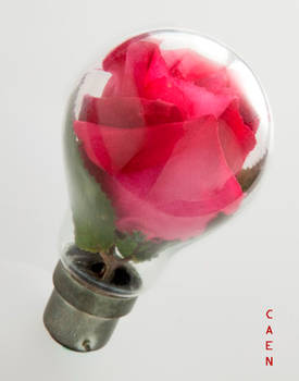 Rose Idea I