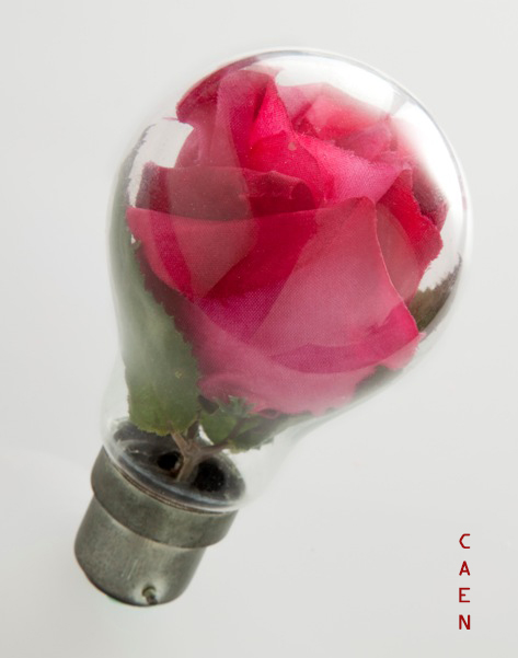 Rose Idea I