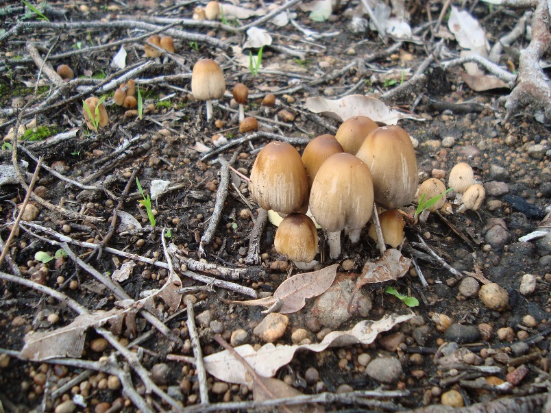 Mushrooms and Earth