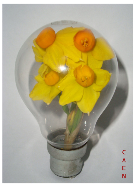 Daffodils Idea