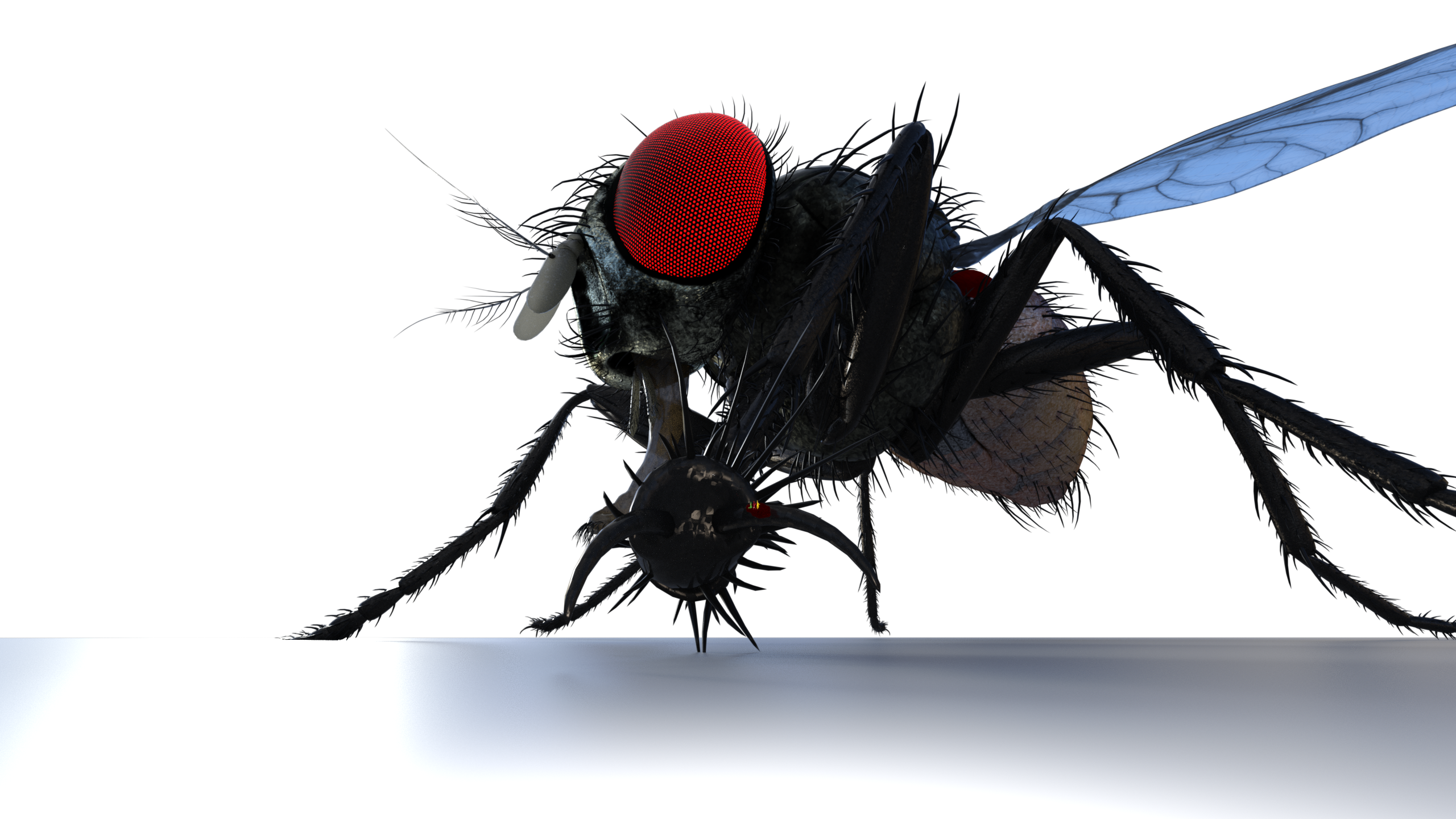 Fly Bug Deviantart Totally Fly Troubles by Sir--Raptor on DeviantArt