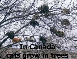 cats grow in trees