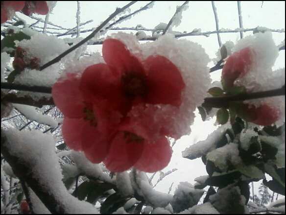 snow blossoms...