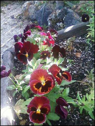 flowers in a wheel barrow...