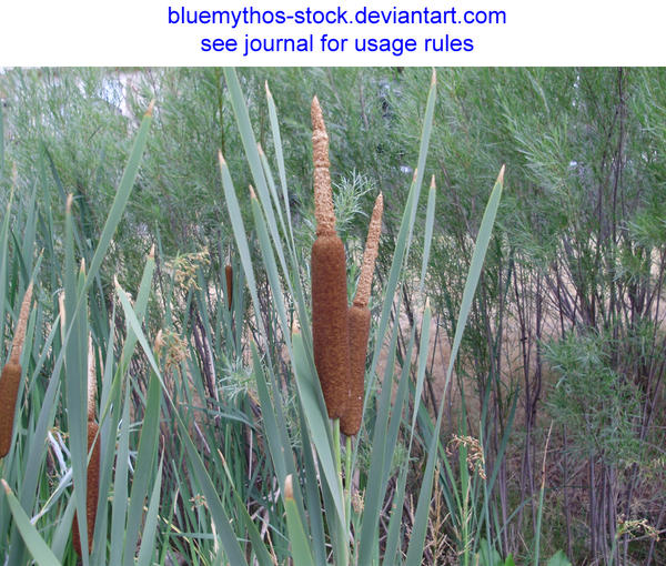 Cattails 1 by bluemythos-stock on DeviantArt