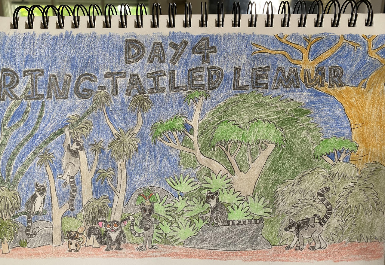 Eleraffe Safari-Tember Day 4 - Ring-Tailed Lemur by Eleraffe on DeviantArt