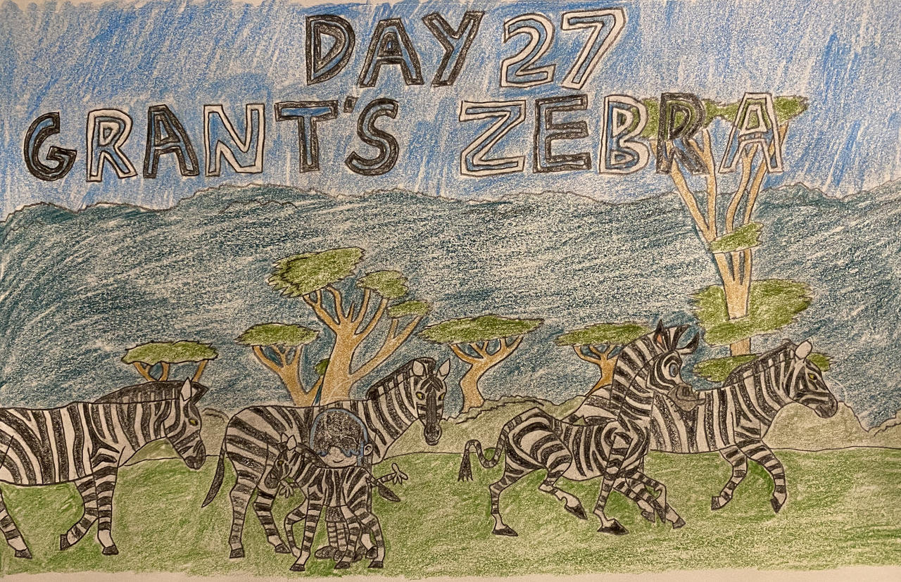 Eleraffe Safari-Tember Day 27 - Grant's Zebra by Eleraffe on DeviantArt