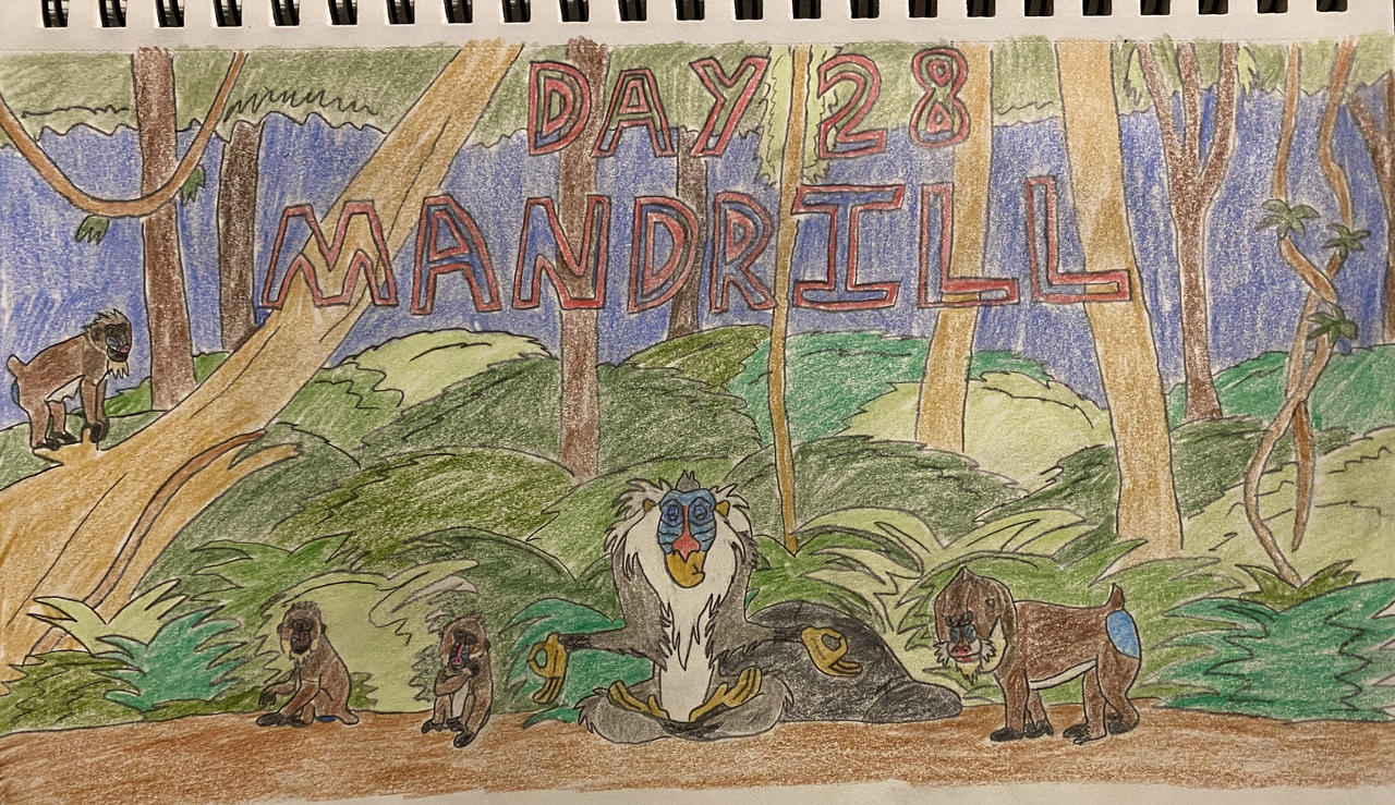 Eleraffe Safari-Tember Day 28 - Mandrill by Eleraffe on DeviantArt