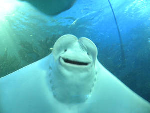 Smiling Manta-ray