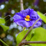 purple flower 04