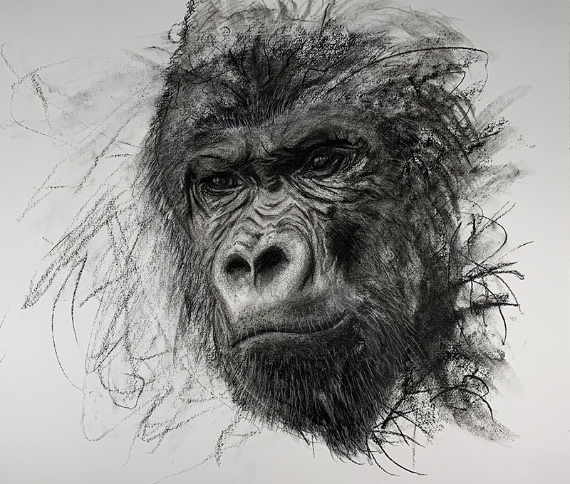 Expressive Charcoal Drawing of a Gorilla by p3vstudio on DeviantArt