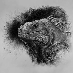 Charcoal drawing of an Iguana