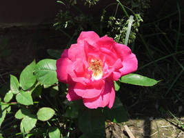 China Rose - 1