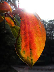 Sunshine on the leaf