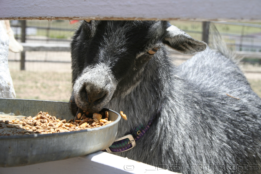 Mr Goat Eats