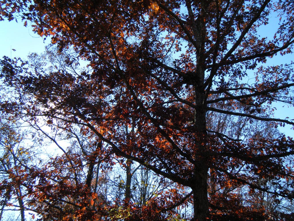 Burnished Autumn Leaves