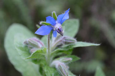 Borage