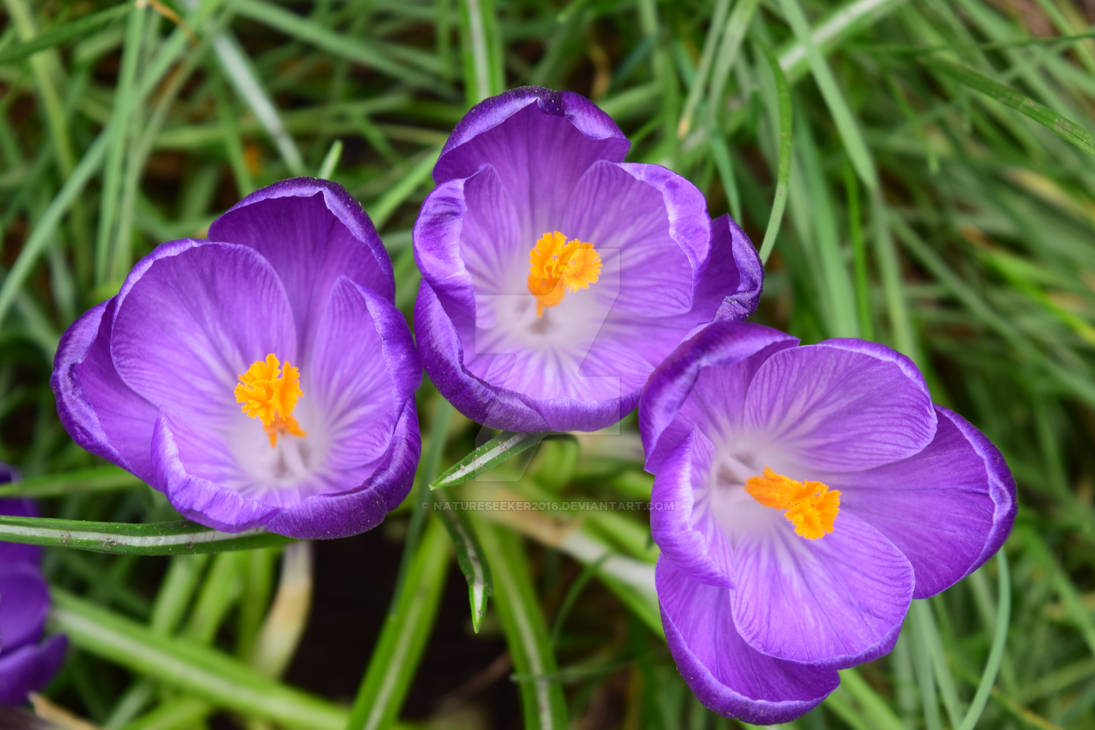 Crocus flowers by NatureSeeker2016 on DeviantArt