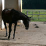 Black horse stock 2