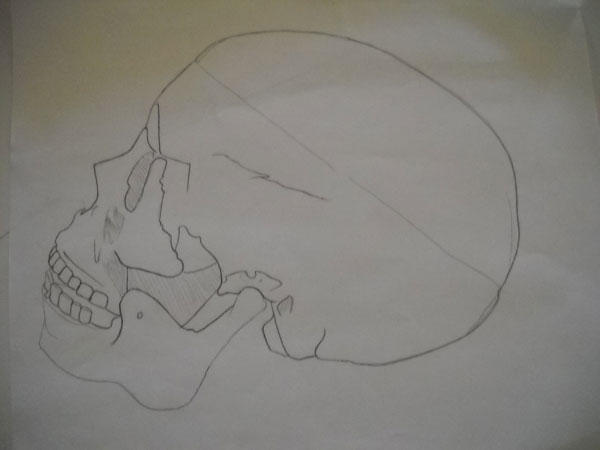 Skull Rotation 2 By Jowte On Deviantart