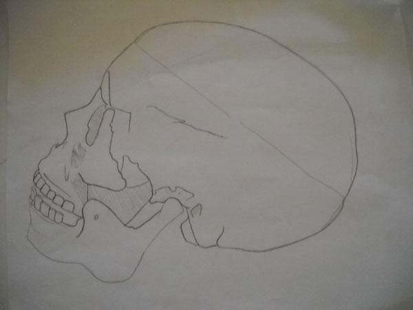 Skull Rotation 2 by JOwte on DeviantArt