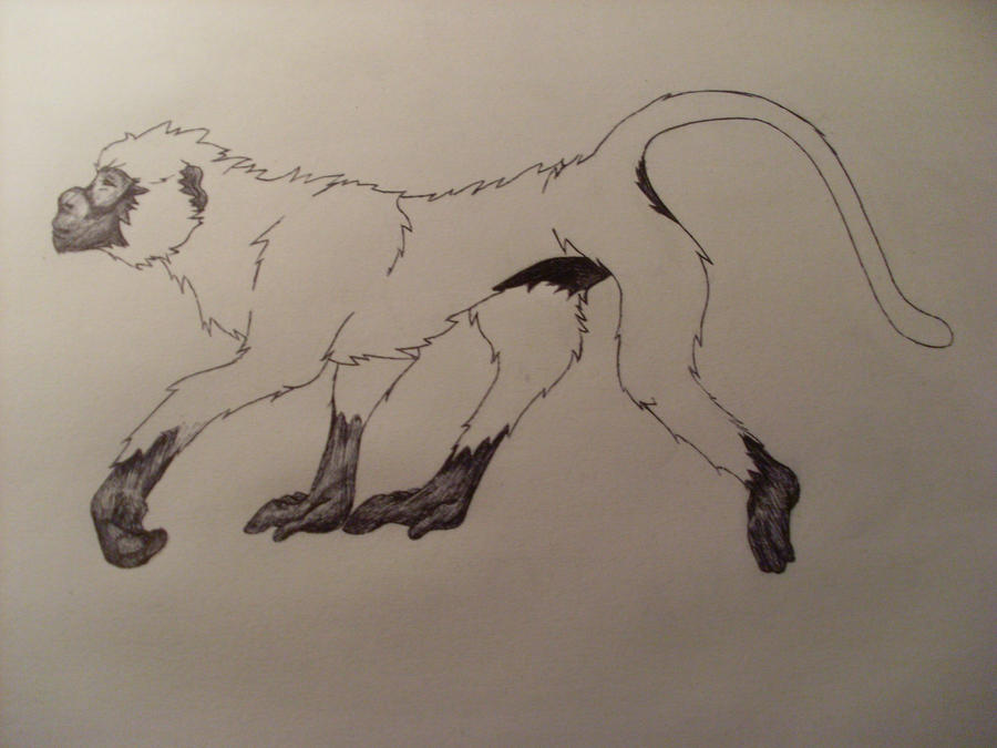 Monkey by ChrissieLowe on DeviantArt