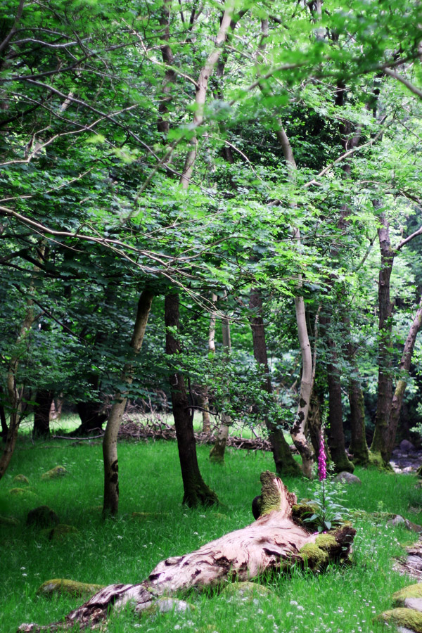 Purple Flower Forrest