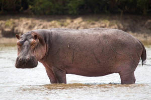 Hippopotamus (Hippo)