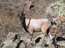 Wild Goat