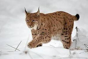 Lynx