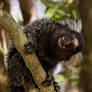 Marmoset