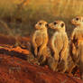Meerkat