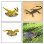 Zoo Craft - Monitor Lizard