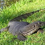 Monitor Lizard