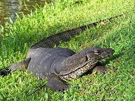 Monitor Lizard