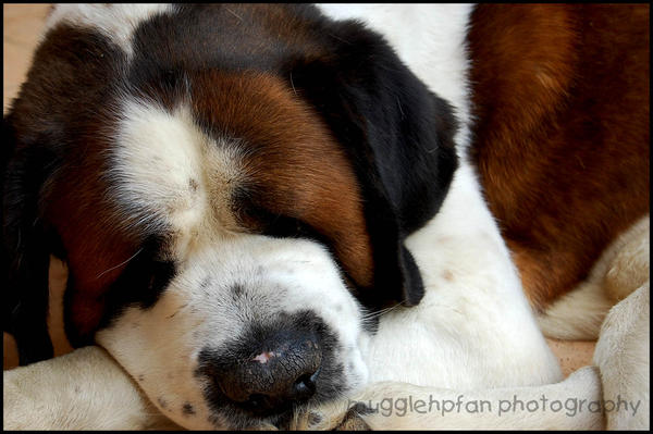 st bernard