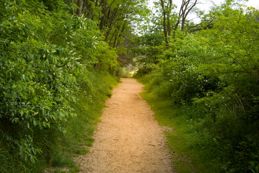 Forest path