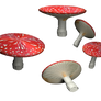 Fliegenpilze mushroom