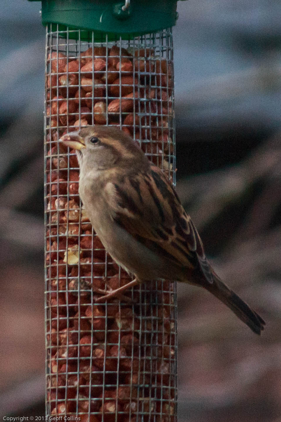 Bird Feeder