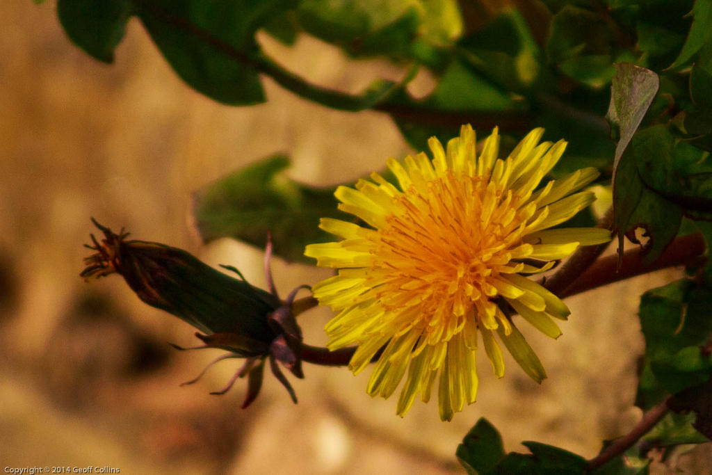 Dandelion Flower