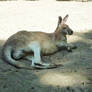 Lazy Kangaroo