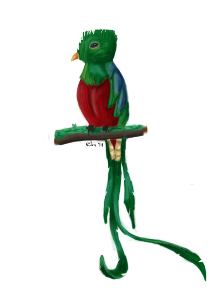 Resplendent Quetzal