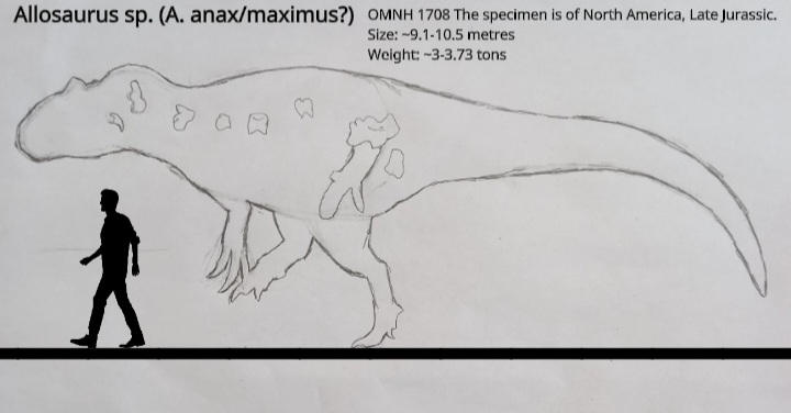 Atlasaurus Size Allosaurus anax/maximus size comparison by Paleoartest on DeviantArt