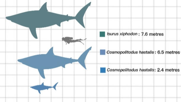 Giant Mako Sharks Size Comparison By Paleoartest On DeviantArt giant-mako-sharks-size-comparison-by-paleoartest-on-deviantart