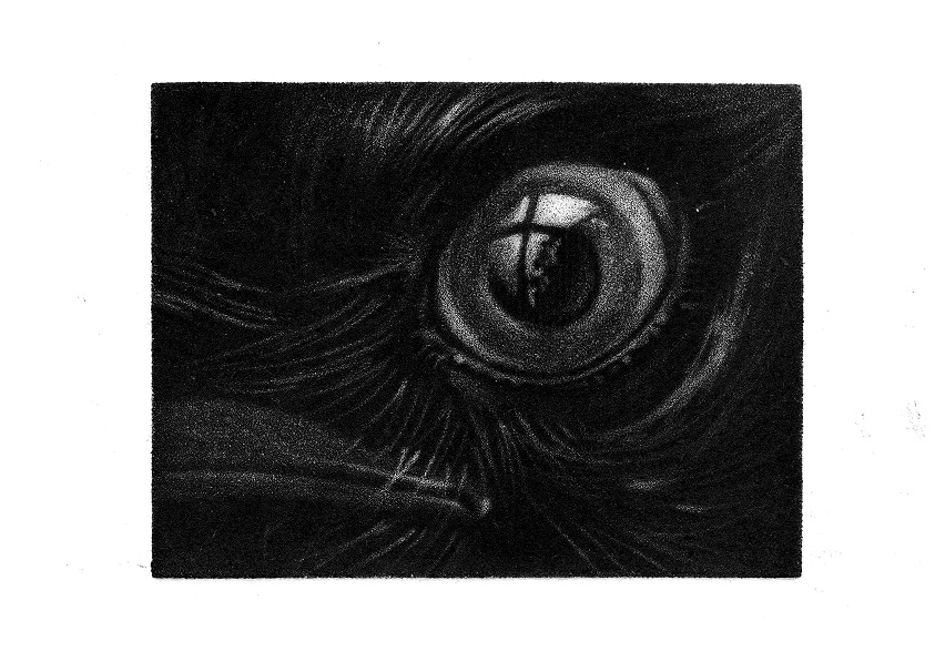 Eye of the Crow